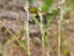 Beckmannia eruciformis