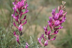 Astragalus brachylobus