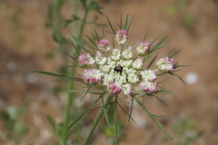 Daucus guttatus