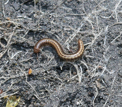 Brachyiulus pusillus