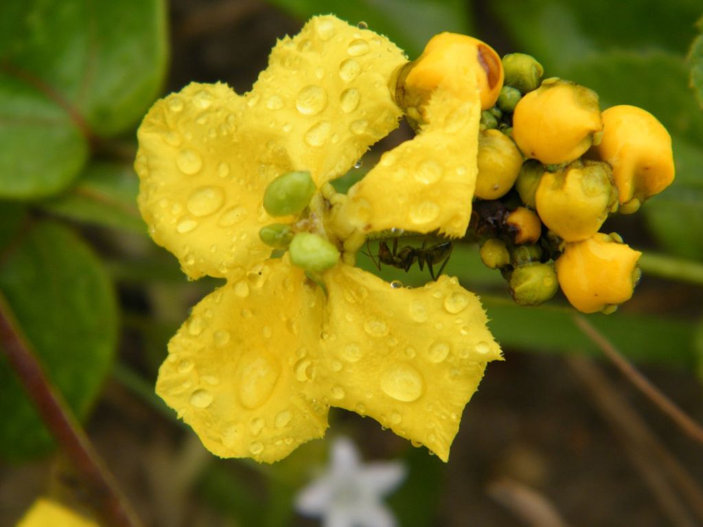 Stigmaphyllon blanchetii
