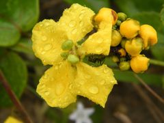 Stigmaphyllon blanchetii