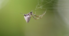 Argyrodes nephilae