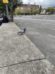 Columba livia domestica