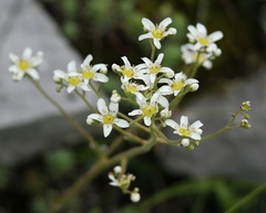 Saxifraga hostii