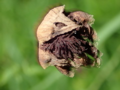 Microbotryum tragopogonis-pratensis