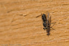 Atomosia melanopogon