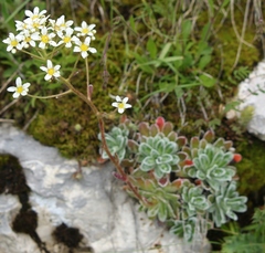 Saxifraga hostii