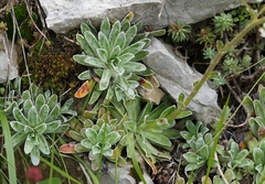 Saxifraga hostii