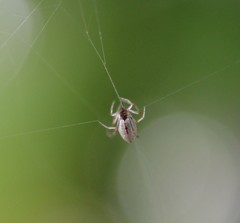 Argyrodes nephilae