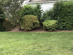 Sciurus carolinensis