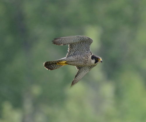 Peregrine Falcon, photo 10 of 10