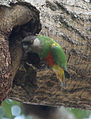 Poicephalus senegalus