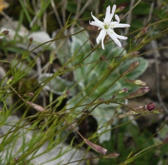 Silene saxifraga