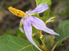 Solanum paludosum