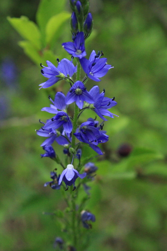 Broadleaf Speedwell