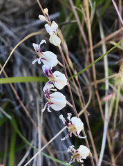 Streptanthus glandulosus secundus