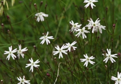 Silene saxifraga