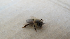 Apis mellifera