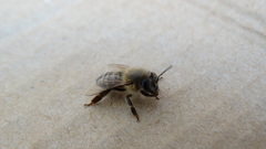 Apis mellifera