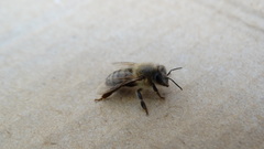 Apis mellifera