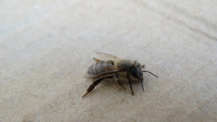 Apis mellifera