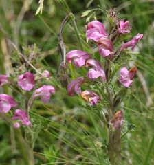 Pedicularis gyroflexa