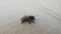 Apis mellifera