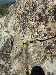 Streptanthus diversifolius