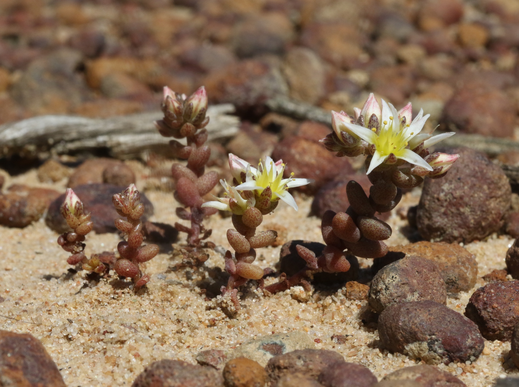 Dudleya brevifolia
