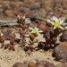 Dudleya brevifolia - Photo (c) James Bailey, algunos derechos reservados (CC BY-NC), subido por James Bailey