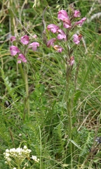 Pedicularis gyroflexa