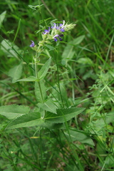 Salvia tomentosa