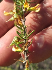 Aspalathus spinosa spinosa