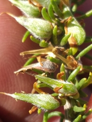 Aspalathus spinosa spinosa