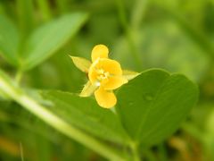 Chamaecrista rotundifolia rotundifolia