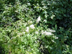 Ceanothus integerrimus macrothyrsus