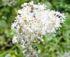 Ceanothus integerrimus macrothyrsus