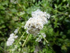 Ceanothus integerrimus macrothyrsus