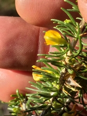 Aspalathus spinosa spinosa