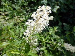 Ceanothus integerrimus macrothyrsus