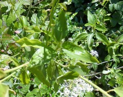 Ceanothus integerrimus macrothyrsus