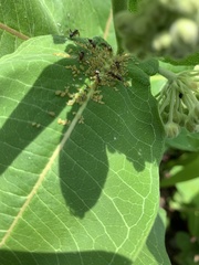 Aphis asclepiadis