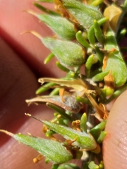 Aspalathus spinosa spinosa