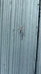 Rainieria antennaepes