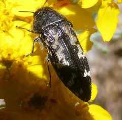 Acmaeodera connexa