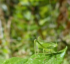 Platylyra californica