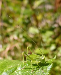 Platylyra californica