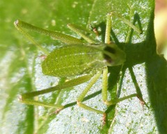 Platylyra californica
