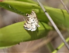 Hileithia aplicalis